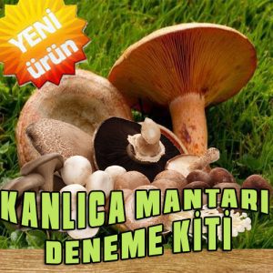 kanlıca mantarı deneme kiti