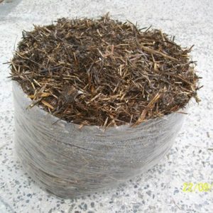 kültür mantarı kompostu hazırlama kültür mantarı miseli nasıl torbalara doldurulur