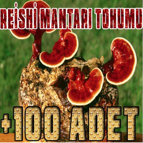 reishi-mantarı-tohumu-miseli-100