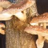 shiitake-mantari